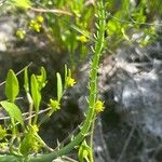 Trocdaris verticillata Blatt