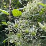 Clematis virginiana Flor