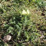 Oxytropis campestris Natur