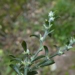 Genista pilosa Leaf