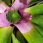 Neoregelia concentrica Flower