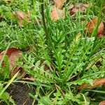 Lepidium campestre ᱛᱟᱦᱮᱸ