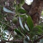 Elaeodendron transvaalense Leaf