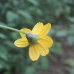 Wedelia fruticosa Flower
