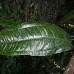 Anthurium flexile Leaf
