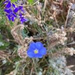 Linum lewisii Flower