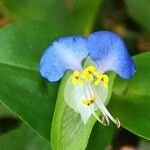 Commelina communis Цвят