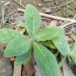 Verbascum phlomoides葉