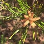 Pinus virginiana Floare