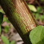 Triumfetta rhomboidea Bark