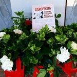 Gardenia taitensis Blomst