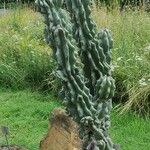 Cereus repandus Хабит