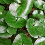 Asarum caudatum Yaprak