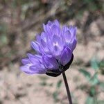 Dipterostemon capitatus Flower