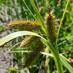 Carex excelsa Fruto