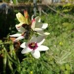 Ixia maculata Цвят