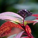 Cornus sericeaFolla