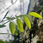 Robinia pseudoacacia Leht