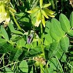 Astragalus frigidus পাতা