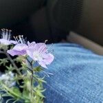 Phacelia bipinnatifida Flor