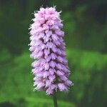 Bistorta officinalis Цветок