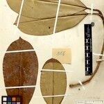 Manilkara elata Hoja
