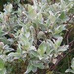 Salix lapponum Blad