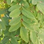 Robinia viscosaLeaf