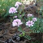 Coronilla viminalis Flor