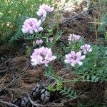 Coronilla viminalis പുഷ്പം