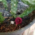 Huernia macrocarpa Žiedas