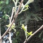 Carya illinoinensis Fulla