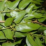 Copaifera aromatica Folla