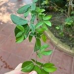 Calliandra tergemina Folha