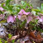 Helleborus orientalisᱵᱟᱦᱟ