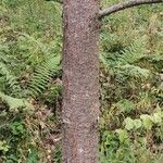 Pinus coulteri Corteza