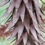 Araucaria angustifolia Corteza
