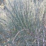 Ephedra nebrodensis Leaf