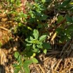 Amaranthus graecizans पत्ता