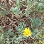 Hertia cheirifolia Kvet