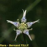 Nigella nigellastrum Flower