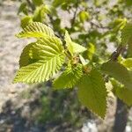 Ulmus glabra Φύλλο