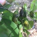 Lonchocarpus minimiflorus Плод