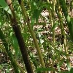 Phyllostachys flexuosa Bark