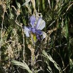 Iris missouriensis ᱛᱟᱦᱮᱸ