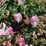 Ononis cristata Virág