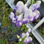 Aconitum variegatum Λουλούδι