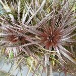 Dyckia encholirioides Hoja