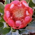 Protea grandiceps Fleur