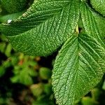 Rosa rugosa Leaf